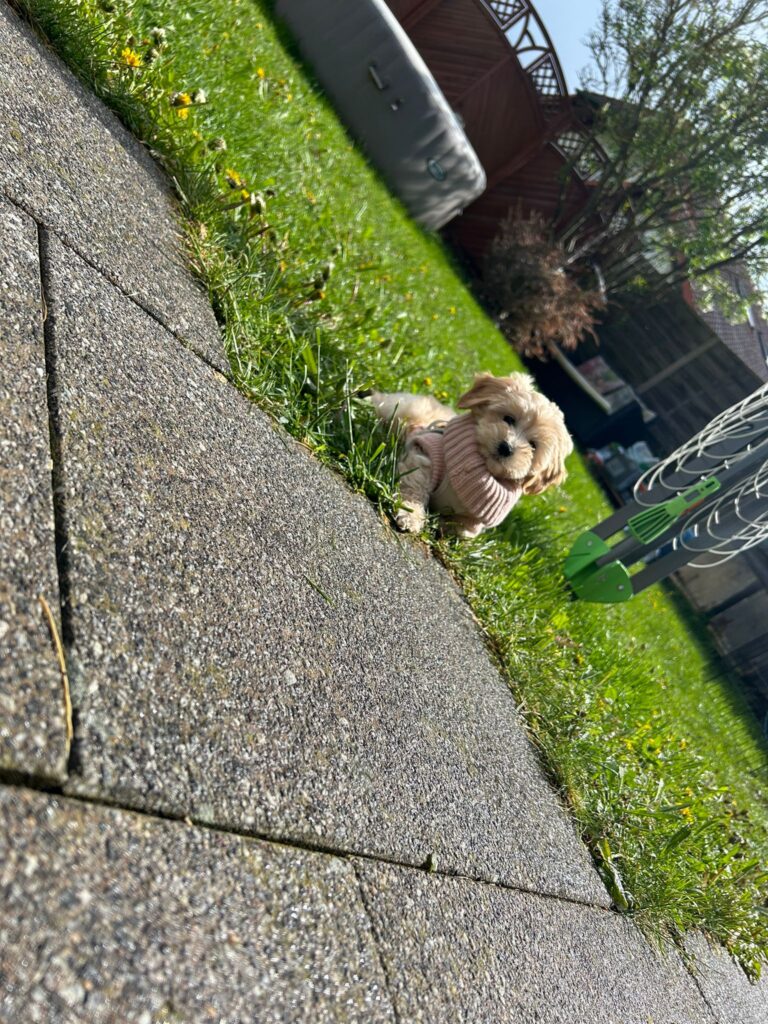 Maltipoo Zuechter Bayern Wir Haben Maltipoo Welpen Maltipoo Hunde